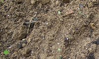 What Types of Soil Do Earthworms Prefer?