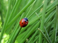 There are about 4,300 kinds of ladybugs in the world.