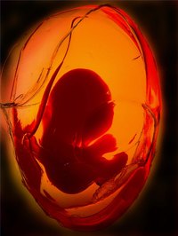 Is it Possible to Be Pregnant & Have Your Period?