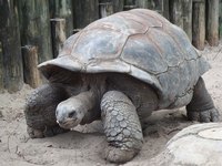 What Climate Do Land Turtles Live In?
