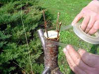 Grafting a cherry tree.