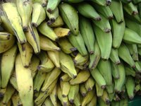 Types of Plantain Bananas