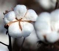 Nomex Vs. Indura Cotton