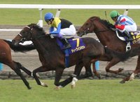 Breathing Problems in Horses