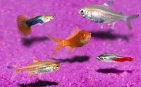 A group of common freshwater fish (www.photos.com)