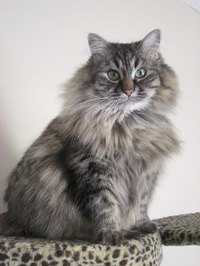 Is it Safe to Give My Cat Vaseline As a Hair Ball Treatment?