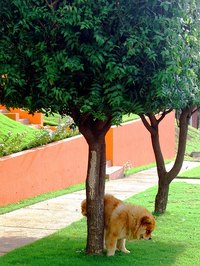 What Causes Acid in Dog Urine?