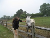 Horses must pass a series of health tests before crossing the border.