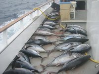 Albacore Tuna & Hair Growth