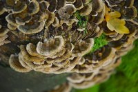 Some tree fungi occur on the surface of the tree and are often harmless; the most harmful fungal infestations occur under the bark.