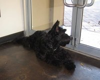 Do Anti-Bark Collars Work?