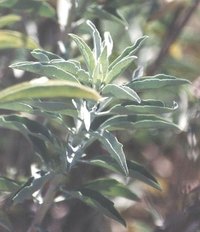 Uses for White Sage