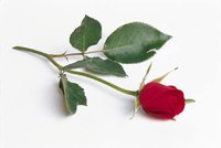 A single red rose can be purchased for under $5.