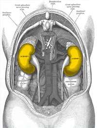 Signs & Symptoms of Weak Kidneys