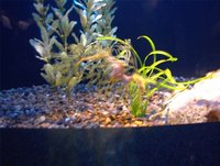 Make Safe Decorations for My Fish Tank