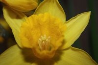 When to Plant Spring Bulbs in Virginia
