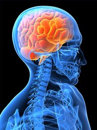 What Does the Temporal Lobe Do?