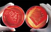 Bacteria Life Cycle