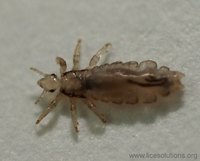 Adult louse
