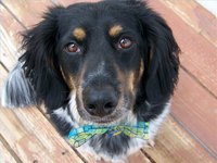 Herbs That Get Rid of Fleas