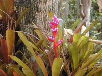 Different Types of Bromeliad Flowers