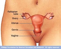 Ovulation During Menopause