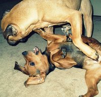 Dogs often play fight, but sometimes it's more vicious, leaving you to treat their wounds with care.