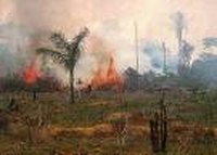 The History of Deforestation