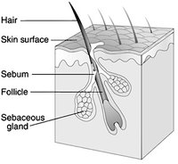 Diagram of the Skin