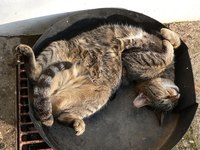 Parts of a Cat