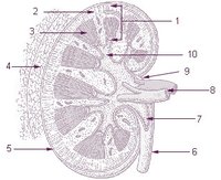 Last Stages of Kidney Failure