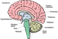 What the Different Parts of the Brain Do?