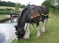History of Horse Harnesses