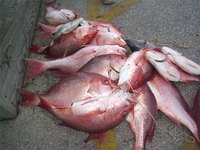 Red Snapper Alternative