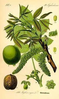 English Walnut Tree Diseases