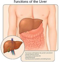 Easy on the liver