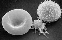 Production of White Blood Cells