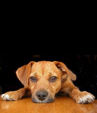 How Much Is Deworming?