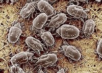 How Do Dust Mites Reproduce & How Many Offspring Result?