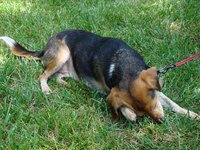 Dog scratching