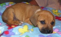 Puppy Teething Stages