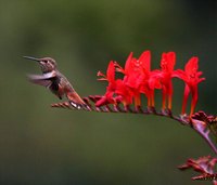 Crocosmia Lucifer in bloom
