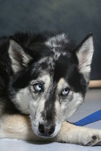 Pancreatic Cancer in Dogs
