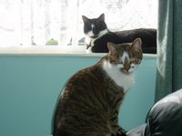 The Effects of Thyroid Medications on Cats