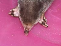 Repel moles in your yard