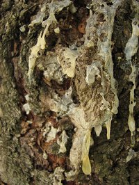 Sap dripping down pine tree bark.