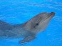 Where to Swim With Dolphins in Sarasota, Florida