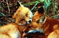 What Do Woodland Animals Eat?