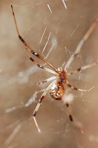Brown Widow Spider Bite Symptoms