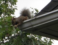 Keep squirrels from entering your attic.